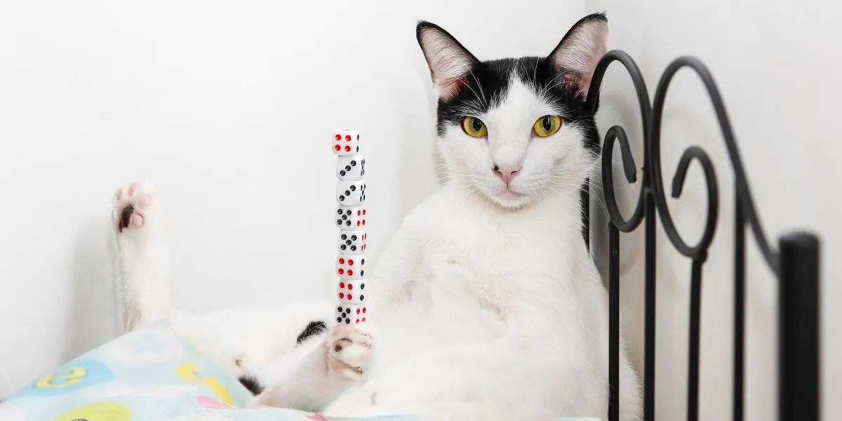A cat can balance ten dice in its paw.